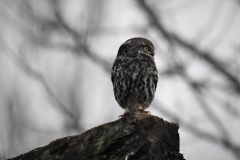 Little Owl Dunster, 2023 taken by Alastair Stevenson