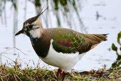 Lapwing, Dunster Beach: Ian Hart