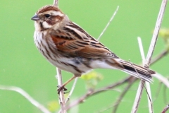 Reed Bunting (female) Blue Anchor foot path:Ian Hart