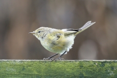 Chiff-chaff, Horner Wood: Ian Hart