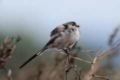 Long-tailed tit, Horner Wood:Ian Hart