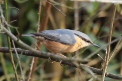 Nuthatch, Clatworthy Wood:Ian Hart