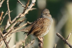 Dunnock, Blue Anchor footpath: Ian Hart