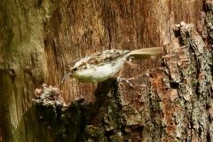 Tree Creeper:Horner Wood: Ian Hart