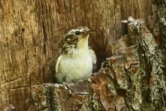 Tree Creeper:Horner Wood: Ian Hart