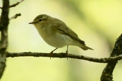 Willow warbler, Horner Wood: Ian Hart