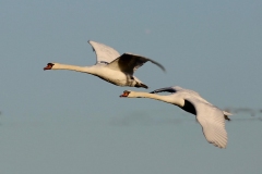 Mute Swans, Dunster Marsh; Ian Hart