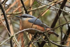 Nuthatch: Ian Hart
