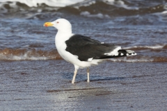 Great Black-backed gull, Blue Anchor Beach: Ian Hart