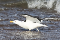 Great Black-backed gull, Blue Anchor Beach: Ian Hart