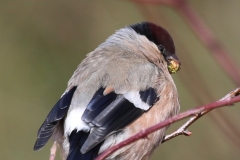 Bullfinch (female), Horner Wood: Ian Hart