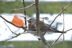 Fieldfare, Ian Hart's garden, Bishops Lydeard