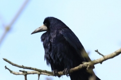 Rook, Horner Wood: Ian Hart