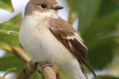 Pied Flycatcher (female), Horner Wood: Ian Hart