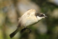 Pied Flycatcher (male), Horner Wood: Ian Hart