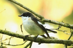 Pied Flycatcher (male), Horner Wood: Ian Hart