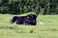 Cattle Egret seen at Dunster Beach by Ian Hart