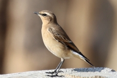 Wheatear at Dunster Beach by Ian Hart
