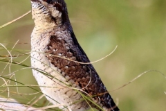 Wryneck Bird seen by Ian & Frances Hart at Dunster Beach September 2023