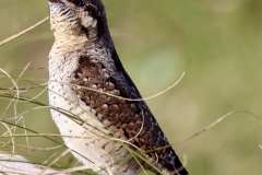 Wryneck Bird seen by Ian & Frances Hart at Dunster Beach September 2023