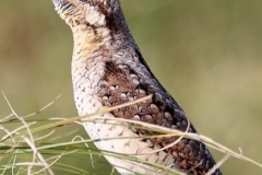 Wryneck Bird seen by Ian & Frances Hart at Dunster Beach September 2023