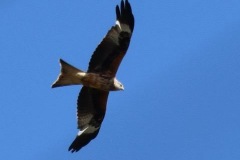 Red Kite above Dunster Beach by Ian Hart with thanks.