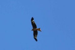 Red Kite above Dunster Beach by Ian Hart with thanks.