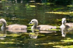 3 Goslings which are Canada Geese at Dunster Beach with thanks to Ian Hart.