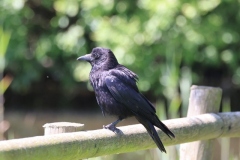 Carrion Crow at Dunster Beach with thanks to Ian Hart.