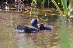 Moorhen feeding recent fledgling with thanks to Ian Hart