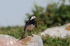 Pied Wagtail at Dunster Beach by Ian Hart with thanks.