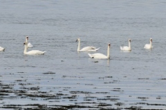 Mute Swans swimming off Dunster Beach with thanks to Ian Hart.