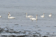 Mute Swans swimming off Dunster Beach with thanks to Ian Hart.