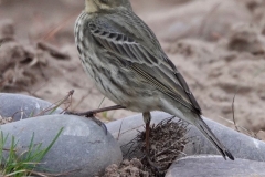 Rock Pipit seen and photographed by Ian Hart - seen on Dunster Beach December 2021
