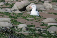 Black Headed Gull in winter plumage resting at Minehead Beach: Martina Slater