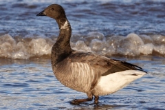 Brent Goose on Dunster Beach : Ian Hart