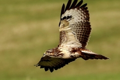Buzzard near Lower Marsh Farm Dunster: John Rivoire