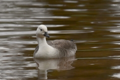 Canada Goose-leucistic at Dunster Hawn:Photo Alastair Stevenson.