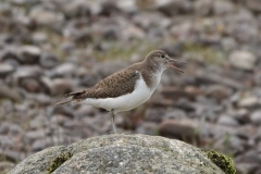 Common Sandpiper: This photo was not taken on Exmoor, but is Regular spring/autumn passage visitor. Sometimes winters. Ian Hart-sandpiper