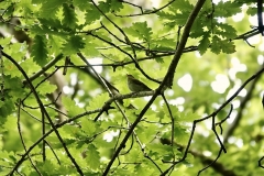 Claire Kenard: Wood warbler in Hawkcombe woods, Porlock