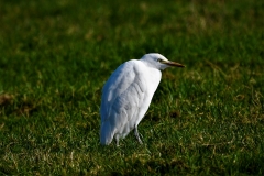 Cattle Egret at Minehead Marsh 2023 by Alastair Stevenson
