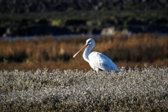 Juvenile Spoonbill at Porlock Marsh 2023 by Alastair Stevenson