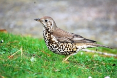 Mistle Thrush on Dunster Beach by Alastair Stevenson
