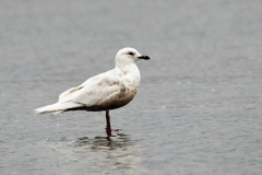 Winter Iceland Gull Dunster Beach, 5 April by Alastair Steveson