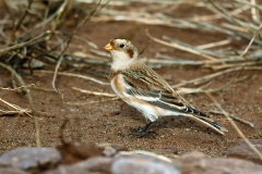 Snow Bunting at Dunster beach from Alastair Stevenson