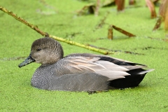 Gadwall Duck, taken in Minehead 6/12/2020 by Alastair Stevenson