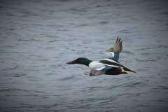 Shoveler Duck taken at Wimbleball Lake 20/2/2022 by Alastair Stevenson