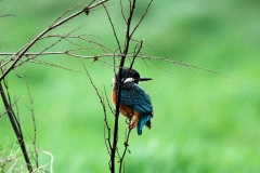 Kingfisher on Porlock Marsh by Alastair Stevenson January 2022