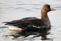 White-fronted Goose taken at Wimbleball 28/1/2022 taken by Alastair Stevenson