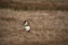 Short-eared owl taken by Alastair Stevenson January 2022